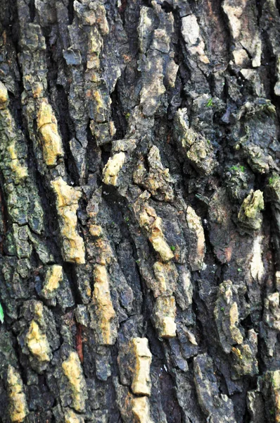 Raue Textur Aus Rinde Und Altem Holz Mit Moos Und — Stockfoto
