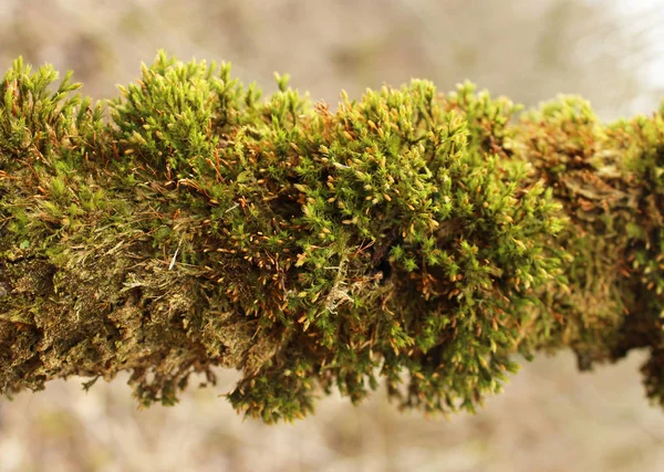 Green moss (Bryophyta) growing on a tree branch in the mixed forest.