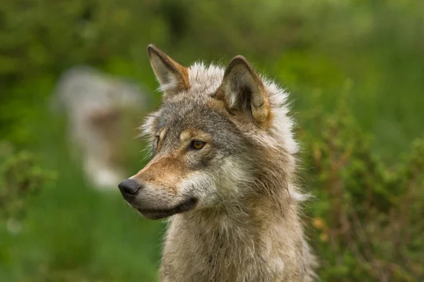 Close Wolf Forest — Stock Photo, Image