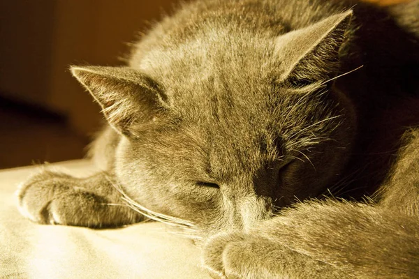 Gato Dormindo Muito Pacificamente Luz Quente — Fotografia de Stock