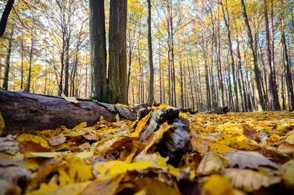 Luz Solar Floresta Outono Série Natureza — Fotografia de Stock