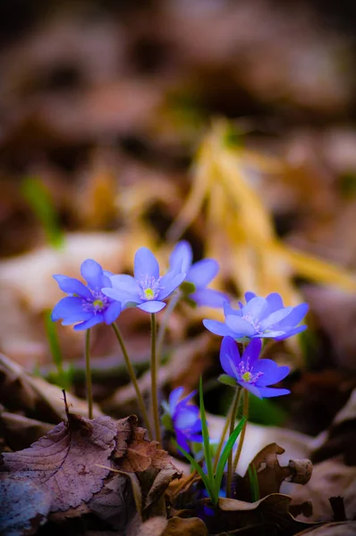 Kwiaty Jako Kolorowe Tło Makro Zdjęcie Seria Przyrodnicza — Zdjęcie stockowe