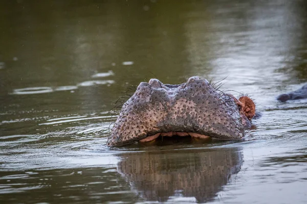 Hippo Redo Att Gäspa Kruger National Park Sydafrika — Stockfoto