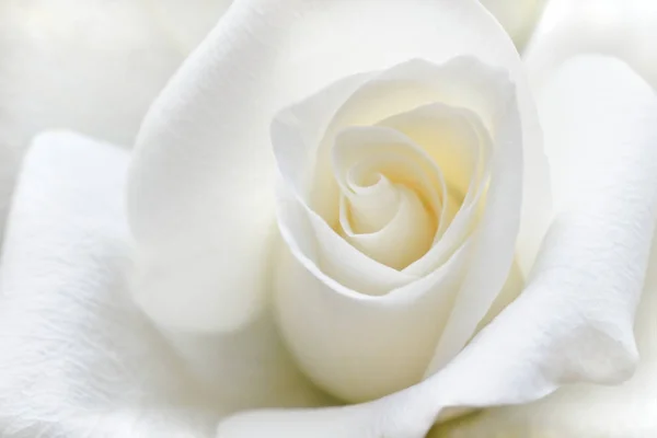 Hermosa Rosa Con Suaves Pétalos Blancos Vista — Foto de Stock