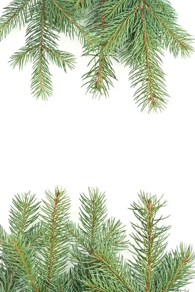 Geïsoleerd Witte Achtergrond Pine Takken Kerst Motief — Stockfoto