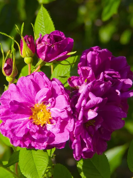 Imagem Botões Uma Rosa Brava — Fotografia de Stock