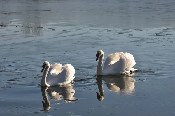 Two Lovely Swans Frozen River — Φωτογραφία Αρχείου