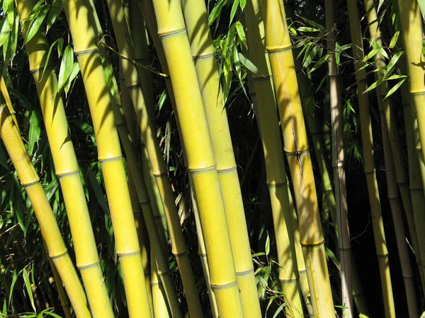 Árboles Bambú Verde Alto —  Fotos de Stock