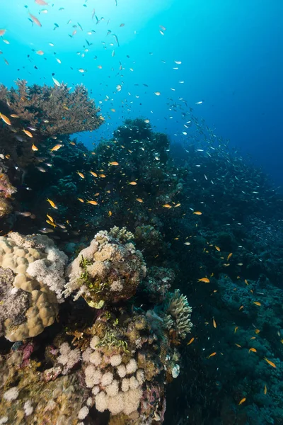 Peces Arrecifes Tropicales Mar Rojo —  Fotos de Stock
