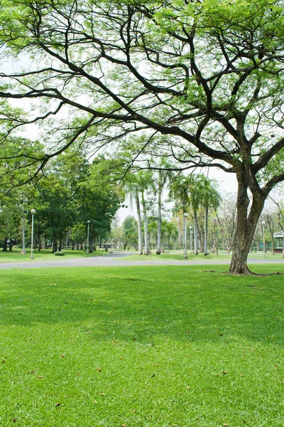 Árvore Verde Jardim Tropical — Fotografia de Stock