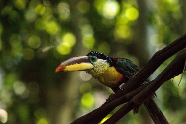 Curl-crested Aracari called Pteroglossus beauharnaesii found in the rain forest of South America clipart