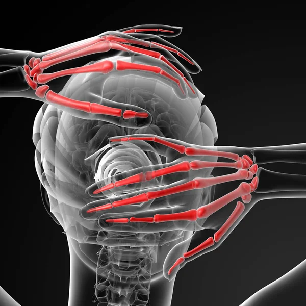女性の骨格手 バックビューの レンダリングされた図 — ストック写真