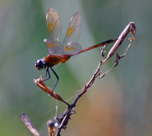 Primer Plano Libélula Naturaleza Salvaje —  Fotos de Stock