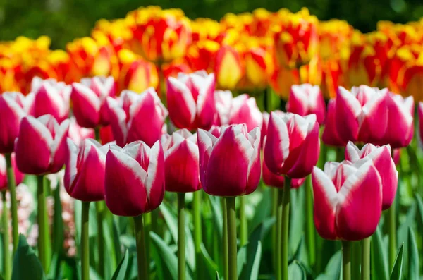 Tulipa Vermelha Jardim Holandês Keukenhof Países Baixos — Fotografia de Stock