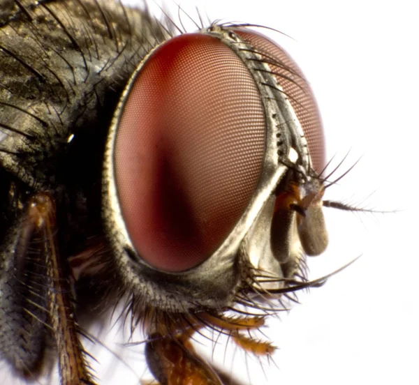 Gros Plan Une Mouche Cheval Tête Sur Côté — Photo