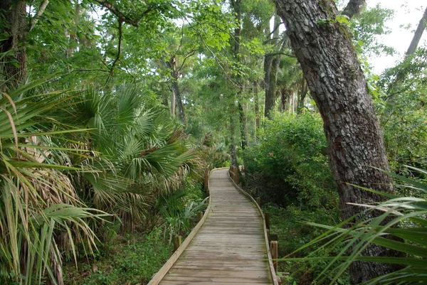 Sendero Través Del Bosque — Foto de Stock