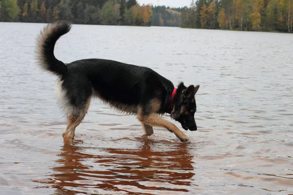 Sonbaharda Göle Alman Çoban Köpeği Orman Yüzeyine Yansıtan — Stok fotoğraf