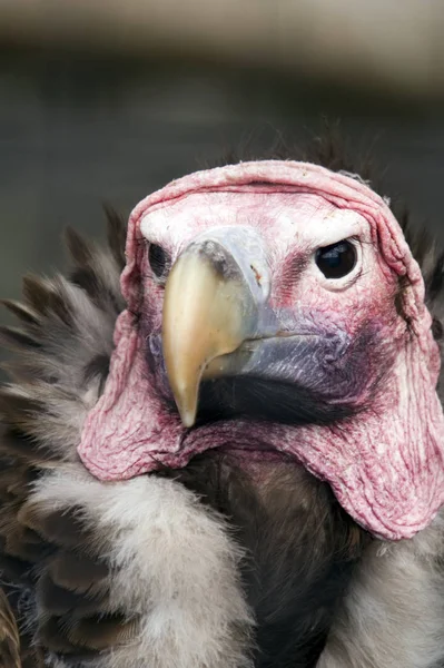 Gros Plan Lappet Faced Vulture Torgos Tracheliotus — Photo