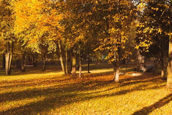 秋は紅葉公園 黄色の葉 ゴールデン タイム ようこそ秋 — ストック写真
