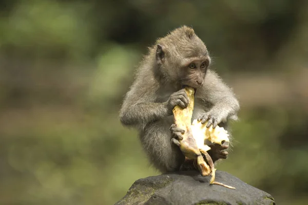 Mono Balinés Con Plátano Ubud Monkey Forest — Foto de Stock