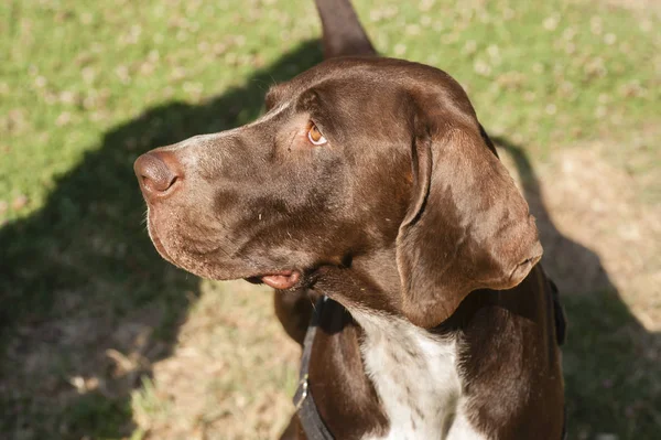 Gros Plan Tête Brune Chien Regardant Attentivement Pendant Session Entraînement — Photo