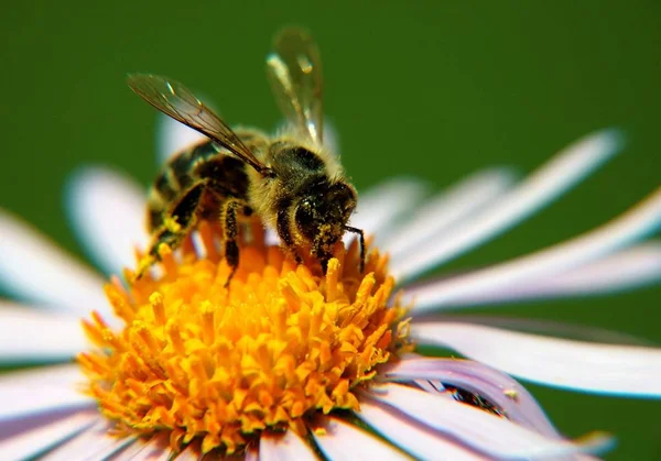 Biene Auf Gelbem Margerit Horizontal Gerahmt — Stockfoto