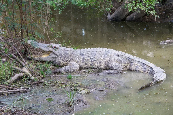Krokodilok Édesvízi Tava Thaiföld — Stock Fotó