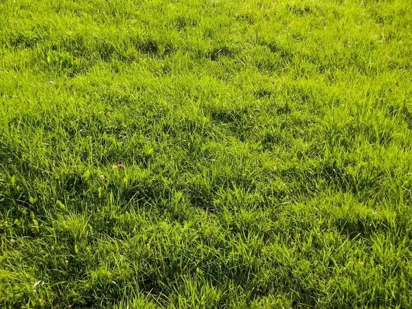 Fondo Hierba Verde Con Flores Pequeñas —  Fotos de Stock