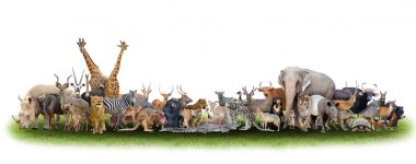 animal of the world with fresh green grass clipart