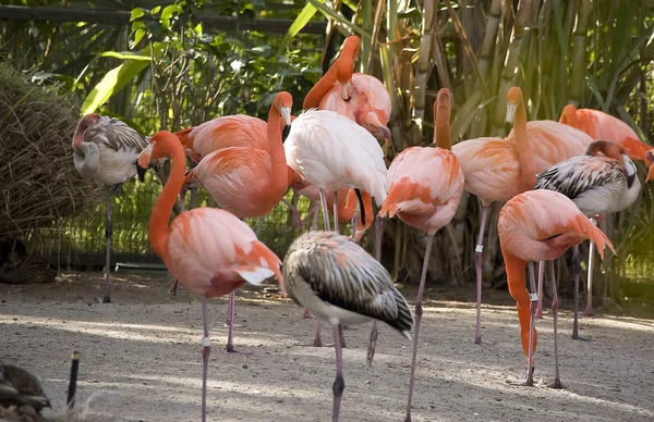 Pink Flamingók Büszkén Lépdelt Körül Egy Zárt Állatkert — Stock Fotó