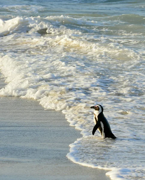 Περπάτημα Αφρικανική Penguin Spheniscus Demersus Στην Παραλία Νότια Αφρική — Φωτογραφία Αρχείου