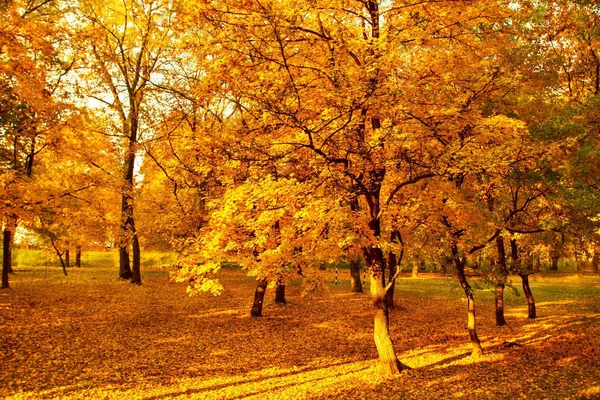 Цвета Осеннего Пейзажа Лесу — стоковое фото