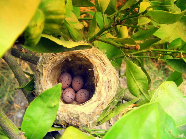 Ffour Eggs Nest — Stock Photo, Image