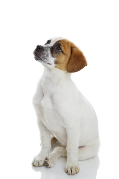 Gehorsamer Terrier Hundewelpe Sitzt Und Wartet Vor Weißem Hintergrund — Stockfoto