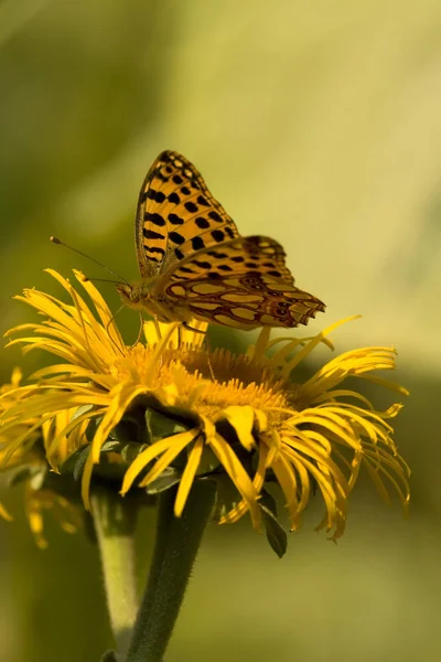 Mariposa Alimentándose Flor Amarilla Valle Azuga Rumania —  Fotos de Stock