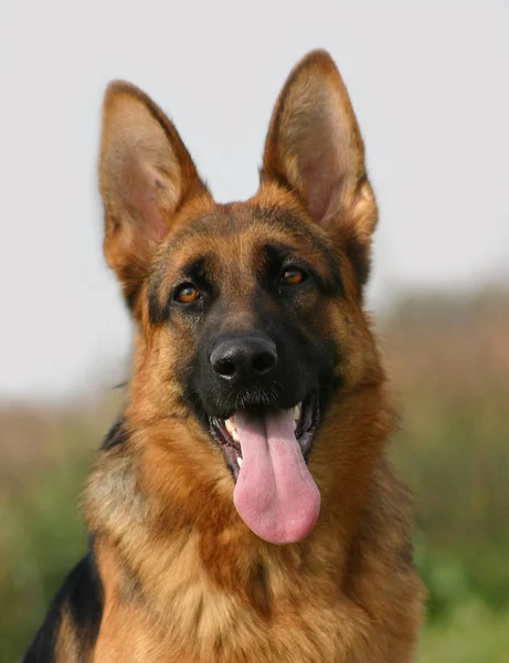 Close Van Hond Selectieve Focus — Stockfoto