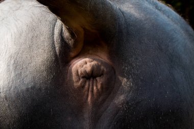 The backside of a large  buffalo clipart