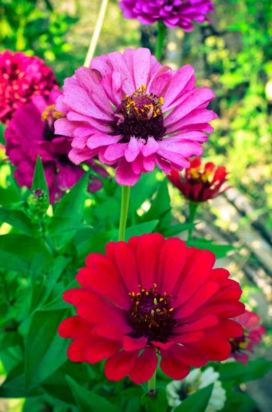 Zinnia Elegans Birkaç Çiçek Bahçe Yaz — Stok fotoğraf