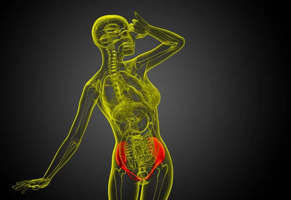 骨盤骨 正面の 医療イラスト — ストック写真