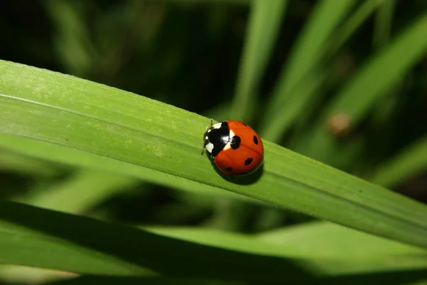 Сонечко Coccinella Chapempunctata Рослині — стокове фото