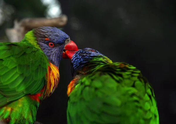 Πουλιά Δείχνουν Την Αγάπη Τους Φιλιούνται — Φωτογραφία Αρχείου