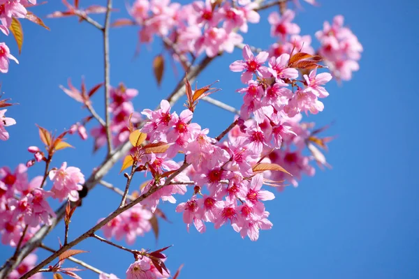 Розовый Цветок Дикая Алайская Вишня Prunus Cerasoides — стоковое фото