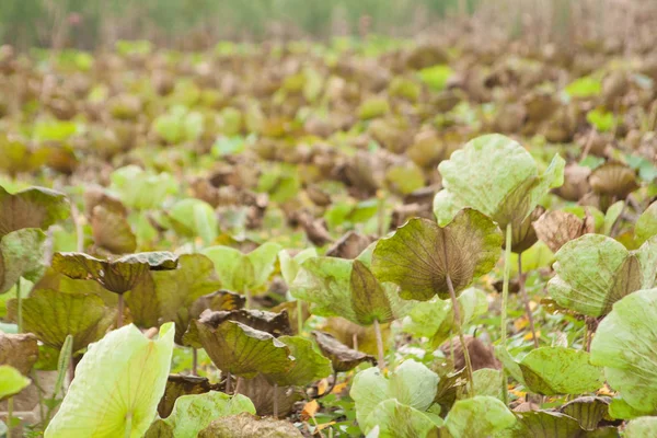 Hoja Loto Hoja Loto Loto Lago Con Intensidad Jardín Planta —  Fotos de Stock