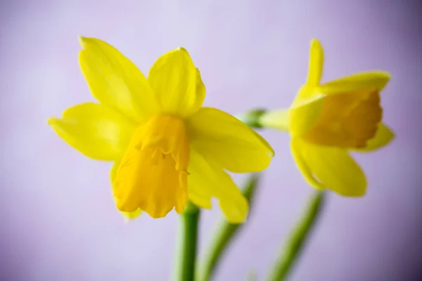 Amarelo Narcisos Fundo Colorido Cartão Saudação Páscoa — Fotografia de Stock