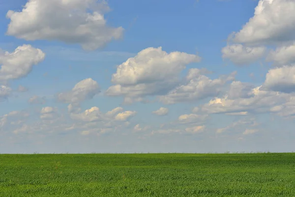 Grönt Fält Bakgrund Blå Himmel — Stockfoto