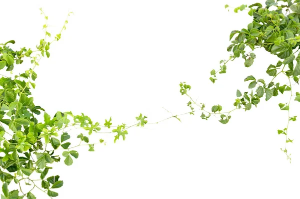 绿色常春藤树枝隔离在白色背景上 — 图库照片