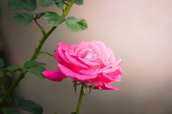 Roses Dans Jardin Les Roses Sont Belles Avec Une Belle — Photo