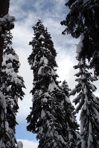 Árboles Siempreverdes Cubiertos Nieve Alto Las Montañas Cascade — Foto de Stock