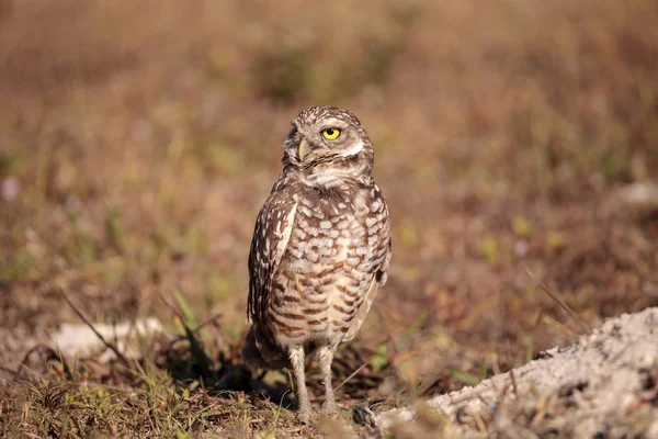 Burrowing Owl Athene Cunicularia Encaramado Fuera Madriguera Marco Island Florida —  Fotos de Stock