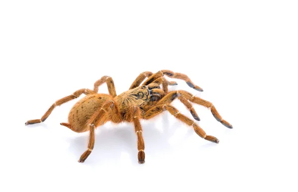 Anakonda Tarantula Samice Boku — Stock fotografie